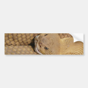 Scary Rattlesnake Photo Bumpersticker