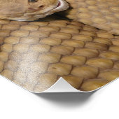 Scary Rattlesnake Photo Foto Afdruk (Hoek)