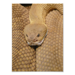 Scary Rattlesnake Photo Foto Afdruk