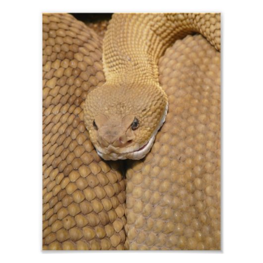 Scary Rattlesnake Photo Foto Afdruk (Voorkant)