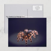Scary Tarantula spider Briefkaart (Voorkant / Achterkant)