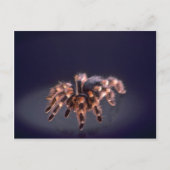 Scary Tarantula spider Briefkaart (Voorkant)