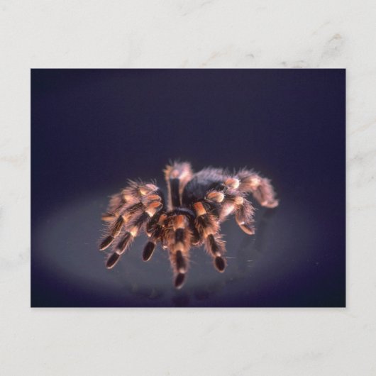 Scary Tarantula spider Briefkaart (Voorkant)