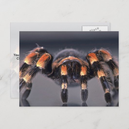Scary Tarantula spider Briefkaart (Voorkant / Achterkant)