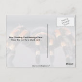 Scary Tarantula spider Briefkaart (Achterkant)
