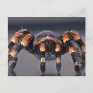 Scary Tarantula spider Briefkaart