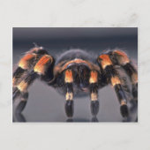 Scary Tarantula spider Briefkaart (Voorkant)