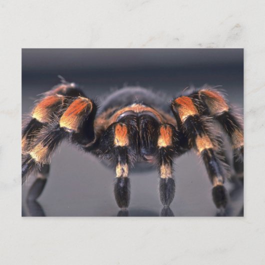 Scary Tarantula spider Briefkaart (Voorkant)