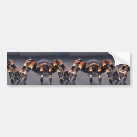Scary Tarantula spider Bumpersticker (Voorkant)