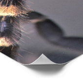 Scary Tarantula spider Poster (Hoek)