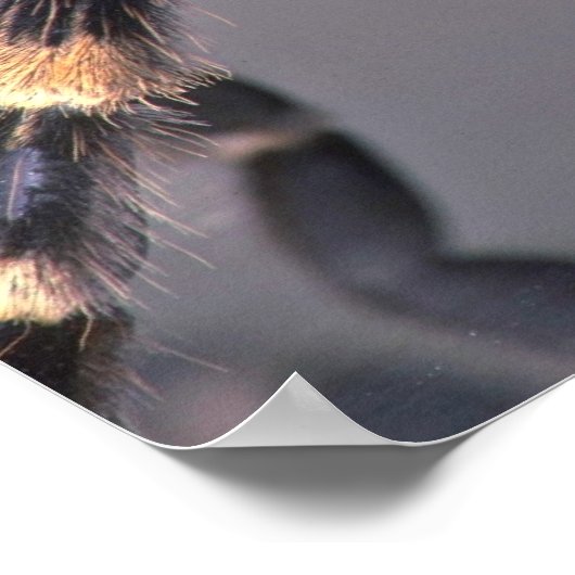 Scary Tarantula spider Poster (Hoek)