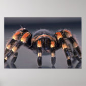 Scary Tarantula spider Poster (Voorkant)