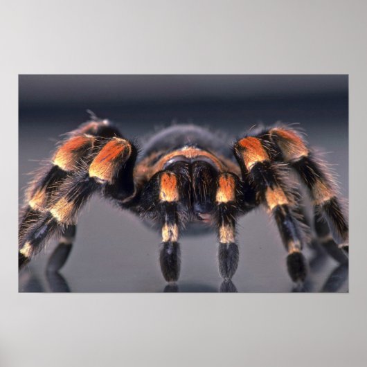 Scary Tarantula spider Poster (Voorkant)