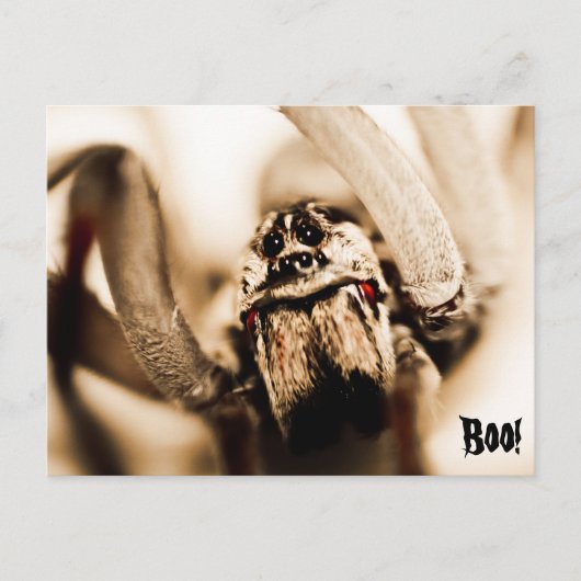 Scary Wolf Spider Briefkaart (Voorkant)