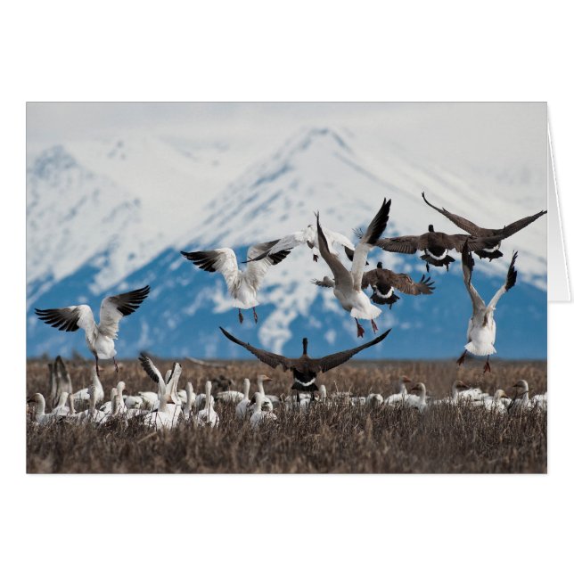 Scattering Geese (Voorkant Horizontaal)