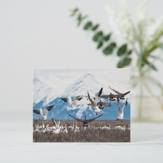Scattering Geese Briefkaart (Staand voorkant)