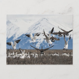 Scattering Geese Briefkaart