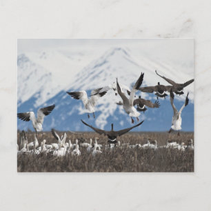 Scattering Geese Briefkaart