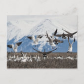 Scattering Geese Briefkaart (Voorkant)