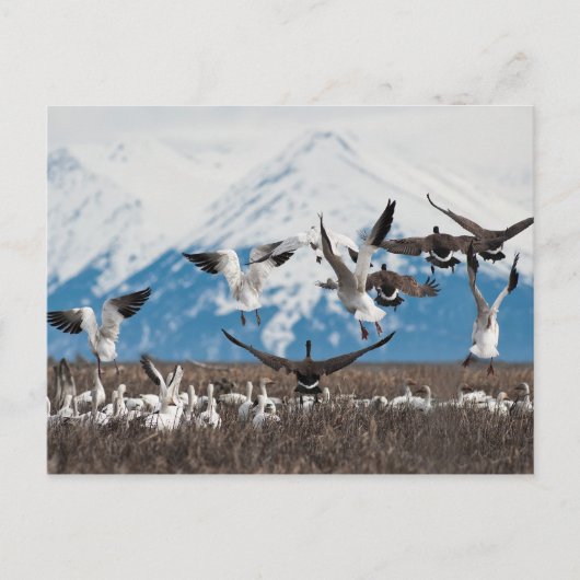 Scattering Geese Briefkaart (Voorkant)