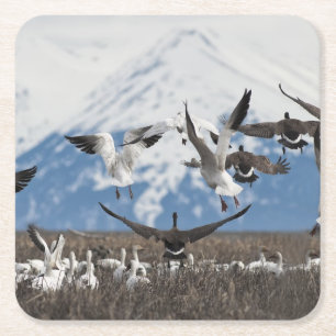 Scattering Geese Kartonnen Onderzetters