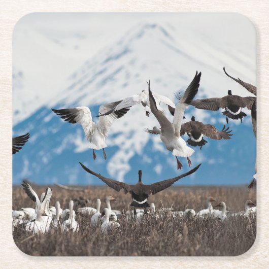 Scattering Geese Kartonnen Onderzetters (Voorkant)