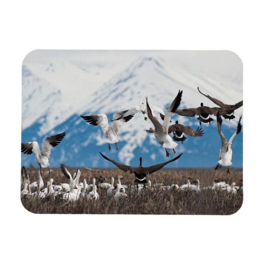 Scattering Geese Magneet (Horizontaal)