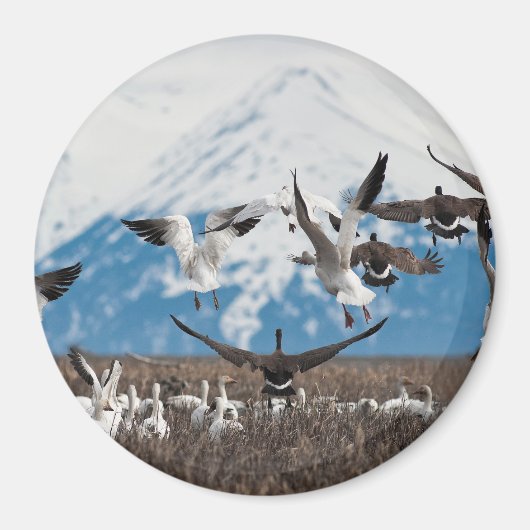 Scattering Geese Magneet (Voorkant)