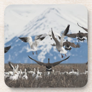 Scattering Geese Onderzetter