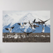 Scattering Geese Poster (Voorkant)