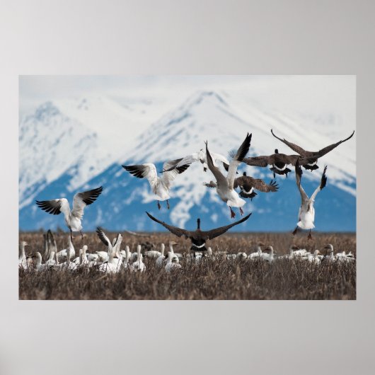 Scattering Geese Poster (Voorkant)