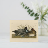 Scaup Duck (Lesser Scaup) Audubon Birds of America Briefkaart (Staand voorkant)