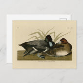 Scaup Duck (Lesser Scaup) Audubon Birds of America Briefkaart (Voorkant / Achterkant)