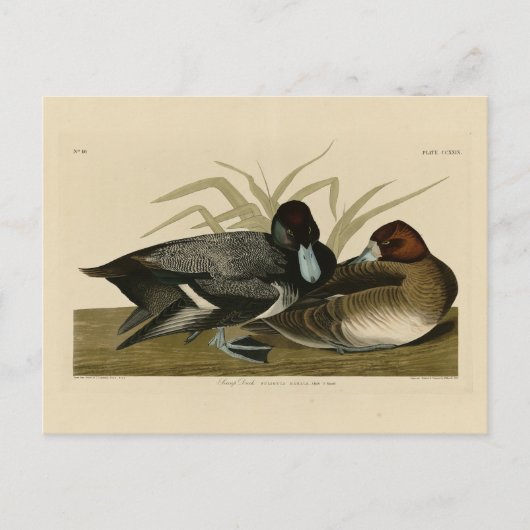 Scaup Duck (Lesser Scaup) Audubon Birds of America Briefkaart (Voorkant)