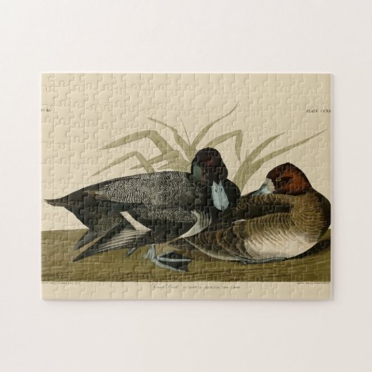 Scaup Duck (Lesser Scaup) Audubon Birds of America Legpuzzel (Horizontaal)