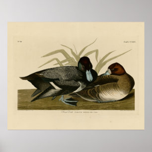 Scaup Duck (Lesser Scaup) Audubon Birds of America Poster