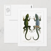 Sceloporus asper briefkaart (Voorkant / Achterkant)