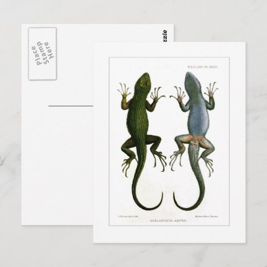 Sceloporus asper briefkaart (Voorkant / Achterkant)