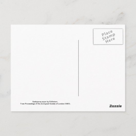 Sceloporus asper briefkaart (Achterkant)