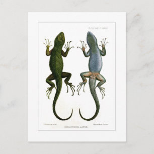 Sceloporus asper briefkaart