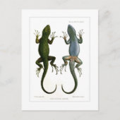 Sceloporus asper briefkaart (Voorkant)