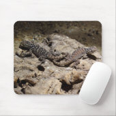 Sceloporus cyanogene muismat (Met muis)