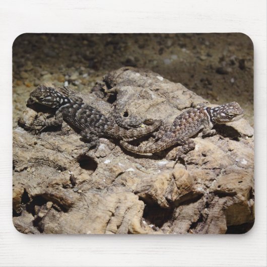 Sceloporus cyanogene muismat (Voorkant)
