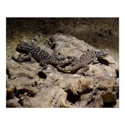 Sceloporus cyanogene perfect poster (Voorkant)