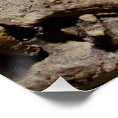 Sceloporus cyanogene perfect poster (Hoek)