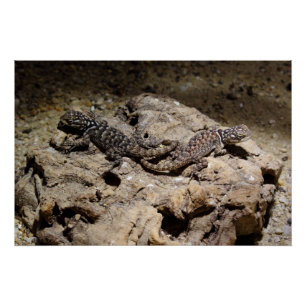 Sceloporus cyanogene poster