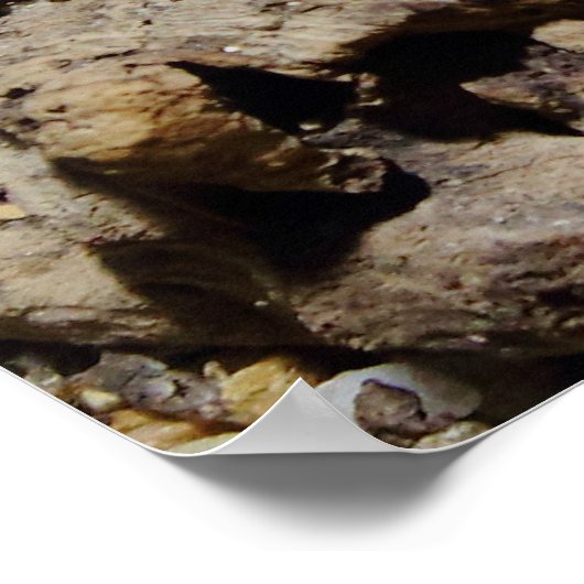 Sceloporus cyanogene poster (Hoek)
