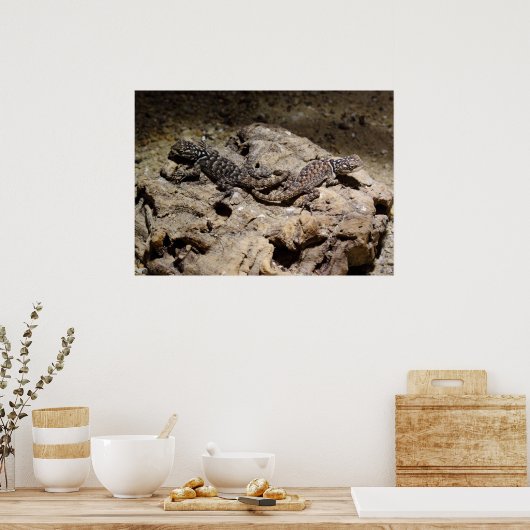 Sceloporus cyanogene poster (Keuken)