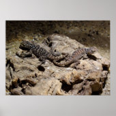 Sceloporus cyanogene poster (Voorkant)