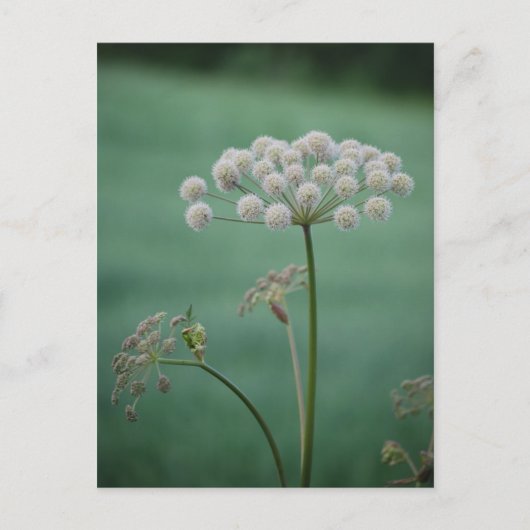 Scène 3 briefkaart (Voorkant)